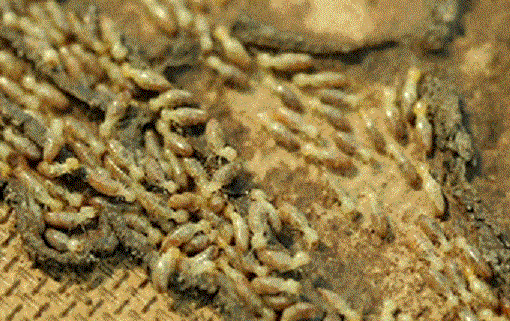Anti termite treatment