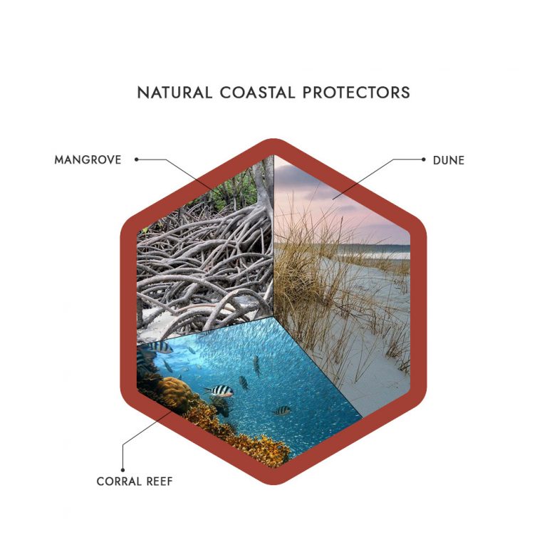 Nautral Costers protectors 1